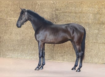 KWPN, Wallach, 3 Jahre, 170 cm, Rappe