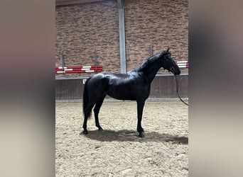 KWPN, Wallach, 3 Jahre, 170 cm, Rappe