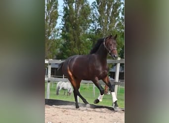 KWPN, Wallach, 3 Jahre, 170 cm, Schwarzbrauner