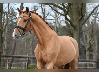 KWPN, Wallach, 3 Jahre, 171 cm, Fuchs