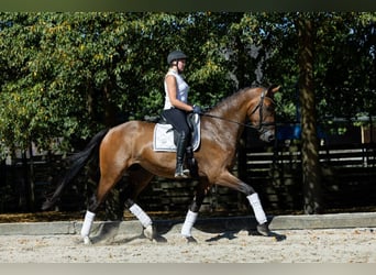 KWPN, Wallach, 3 Jahre, 172 cm, Brauner