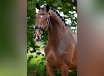 KWPN, Wallach, 3 Jahre, 172 cm, Brauner