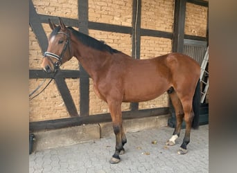 KWPN, Wallach, 3 Jahre, 172 cm, Brauner