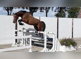 KWPN, Wallach, 3 Jahre, 172 cm, Brauner