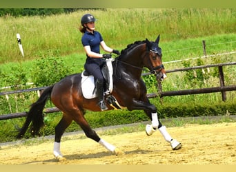 KWPN, Wallach, 3 Jahre, 172 cm, Dunkelbrauner