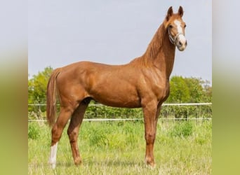 KWPN, Wallach, 3 Jahre, 172 cm, Fuchs