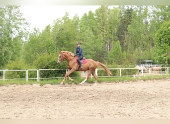 KWPN, Wallach, 3 Jahre, 172 cm, Fuchs