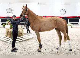 KWPN, Wallach, 3 Jahre, 172 cm, Fuchs