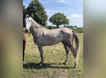 KWPN, Wallach, 3 Jahre, 172 cm, Schimmel