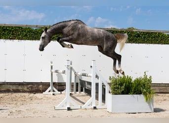 KWPN, Wallach, 3 Jahre, 172 cm, Schimmel