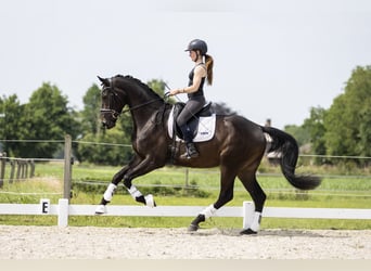 KWPN, Wallach, 3 Jahre, 173 cm, Dunkelbrauner