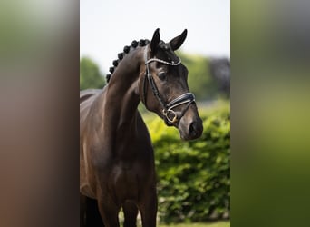 KWPN, Wallach, 3 Jahre, 173 cm, Dunkelbrauner