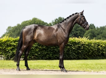 KWPN, Wallach, 3 Jahre, 173 cm, Dunkelbrauner