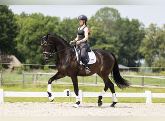 KWPN, Wallach, 3 Jahre, 173 cm, Dunkelbrauner
