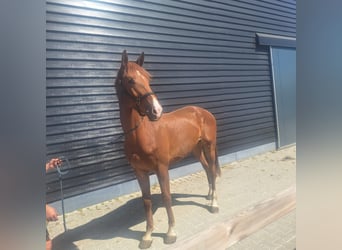 KWPN, Wallach, 3 Jahre, 173 cm, Fuchs