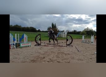 KWPN, Wallach, 3 Jahre, 173 cm, Schimmel