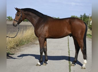 KWPN, Wallach, 3 Jahre, 174 cm, Brauner