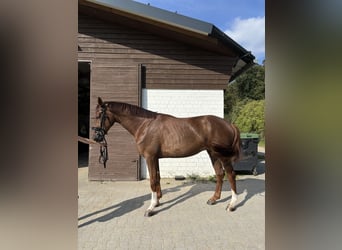 KWPN, Wallach, 3 Jahre, 174 cm, Fuchs