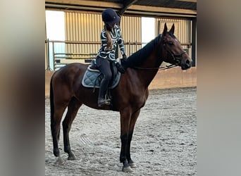 KWPN, Wallach, 3 Jahre, 175 cm, Dunkelbrauner