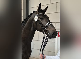 KWPN, Wallach, 3 Jahre, 175 cm, Schwarzbrauner