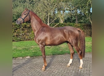 KWPN, Wallach, 3 Jahre, 178 cm, Dunkelfuchs