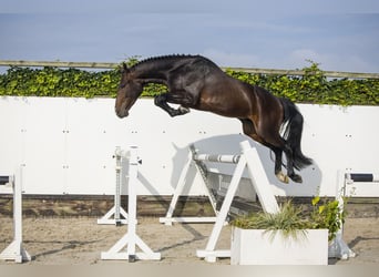 KWPN, Wallach, 3 Jahre, Dunkelbrauner