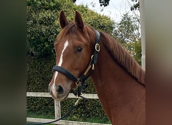 KWPN, Wallach, 3 Jahre, Fuchs