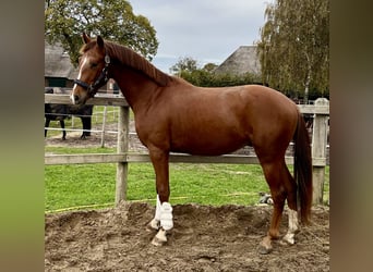 KWPN, Wallach, 3 Jahre, Fuchs