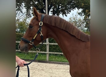 KWPN, Wallach, 3 Jahre, Fuchs