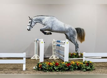 KWPN, Wallach, 3 Jahre, Schimmel