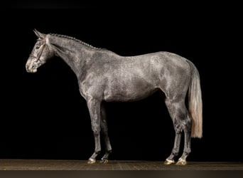 KWPN, Wallach, 3 Jahre, Schimmel