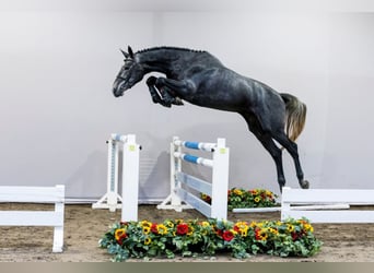 KWPN, Wallach, 3 Jahre, Schimmel