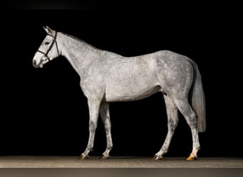 KWPN, Wallach, 3 Jahre, Schimmel