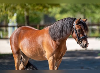 KWPN, Wallach, 4 Jahre, 121 cm, Brauner