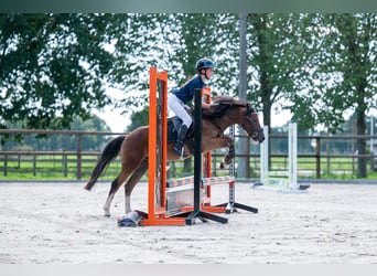 KWPN, Wallach, 4 Jahre, 121 cm, Brauner