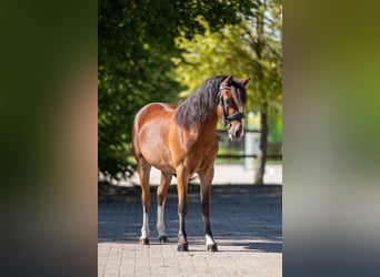 KWPN, Wallach, 4 Jahre, 121 cm, Brauner