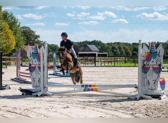 KWPN, Wallach, 4 Jahre, 121 cm, Brauner