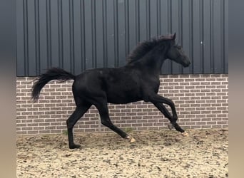 KWPN, Wallach, 4 Jahre, 155 cm, Rappe