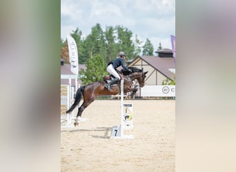 KWPN, Wallach, 4 Jahre, 160 cm, Dunkelbrauner