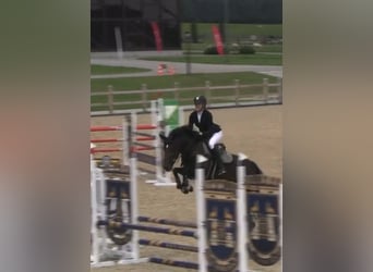 KWPN, Wallach, 4 Jahre, 160 cm, Dunkelbrauner