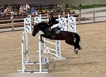 KWPN, Wallach, 4 Jahre, 160 cm, Dunkelbrauner