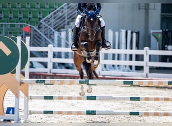 KWPN, Wallach, 4 Jahre, 160 cm, Dunkelbrauner
