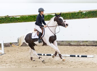 KWPN, Wallach, 4 Jahre, 160 cm, Schecke