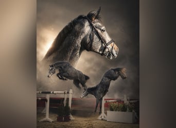 KWPN, Wallach, 4 Jahre, 160 cm, Schimmel