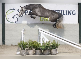 KWPN, Wallach, 4 Jahre, 160 cm, Schimmel