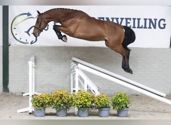 KWPN, Wallach, 4 Jahre, 161 cm