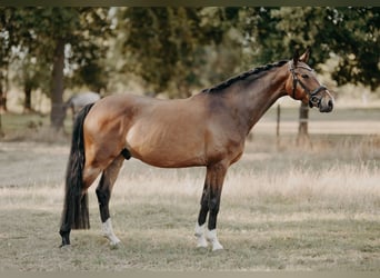 KWPN, Wallach, 4 Jahre, 162 cm, Brauner