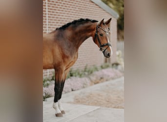 KWPN, Wallach, 4 Jahre, 162 cm, Brauner