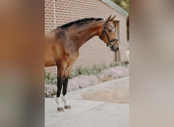 KWPN, Wallach, 4 Jahre, 162 cm, Brauner