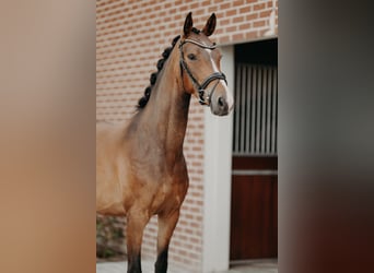 KWPN, Wallach, 4 Jahre, 162 cm, Brauner